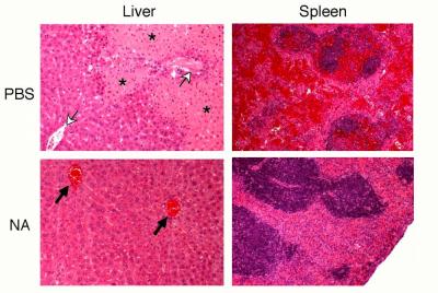 Histopathological Analyses of Liver and Spleen Tissue 48 Hours after Infection