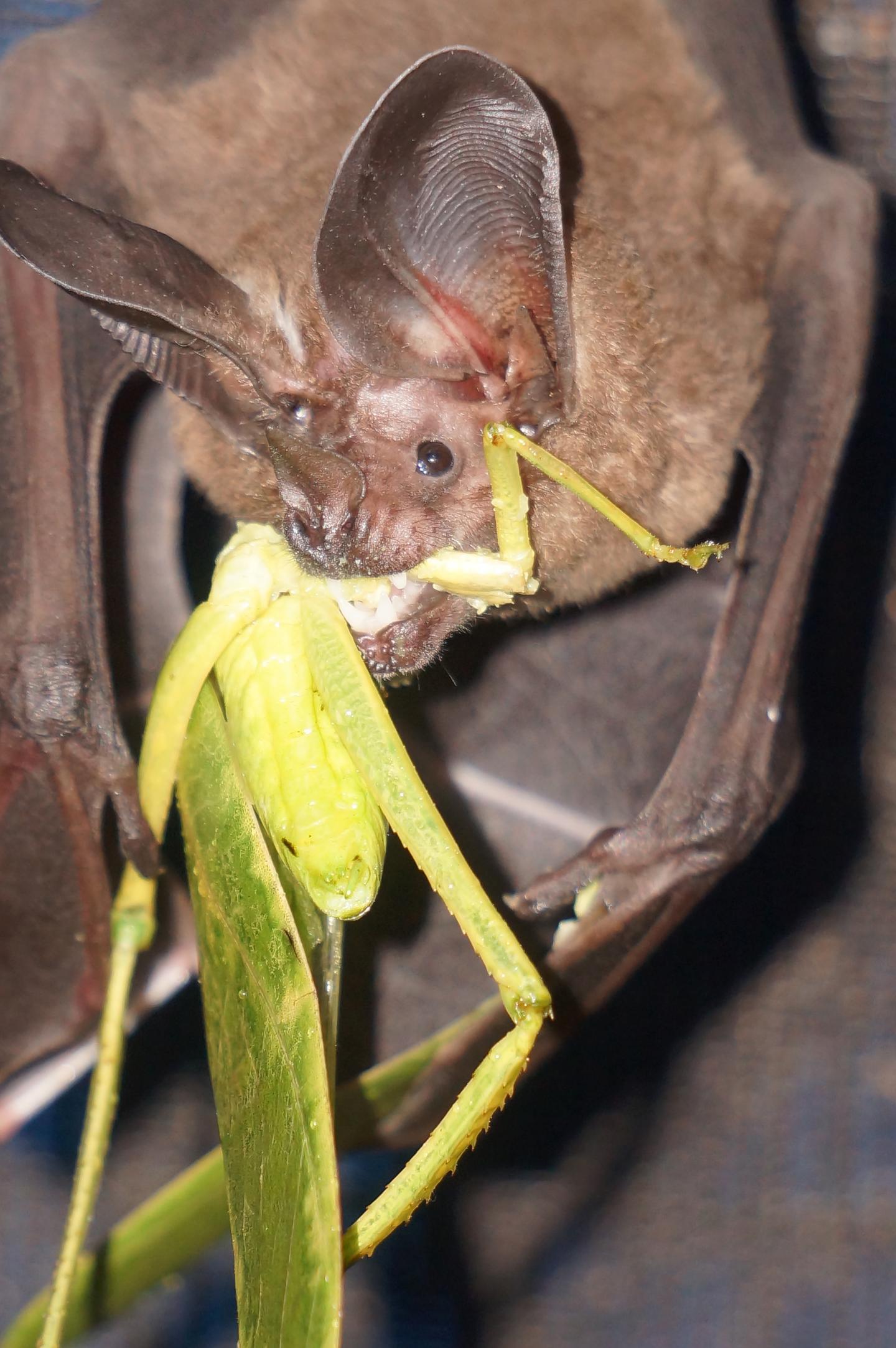 Bats Can Learn from Other Species, in Addition to Their Own