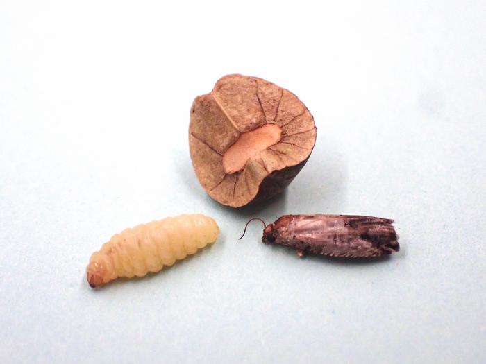 Three stages of the Mexican jumping bean