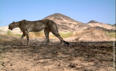Saharan Cheetah (1 of 2)