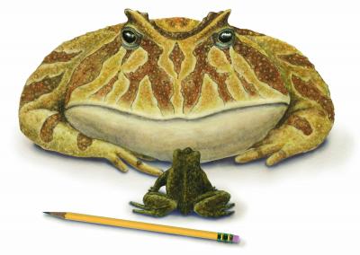 Beelzebufo