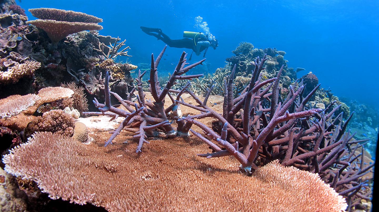 Coral Reef