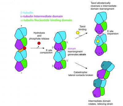 How Taxol Works