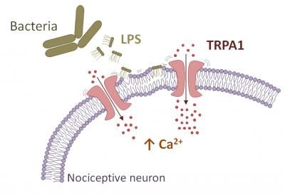 Lipopolysaccharides and Pain