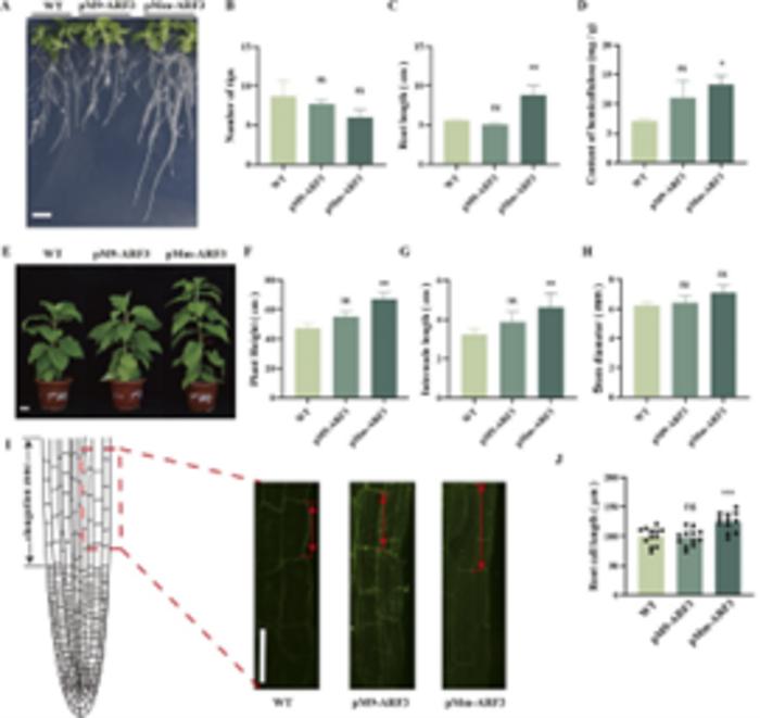 ARF3 enhances aboveground plant growth by stimulating root elongation.