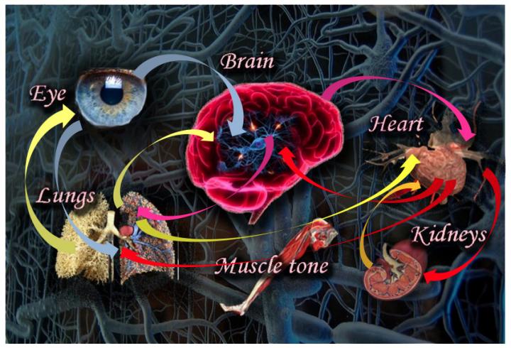 A Network Approach to Human Physiology