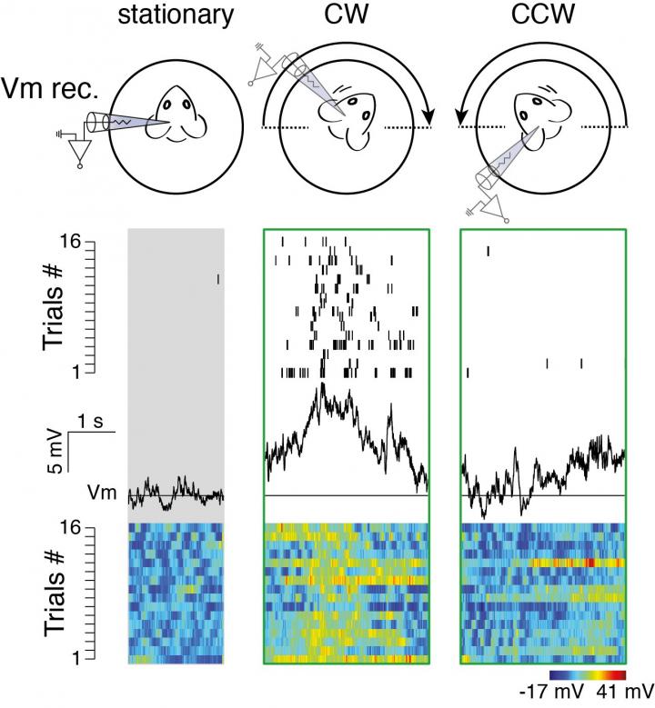 Single Neuron Recorded in V1 L6