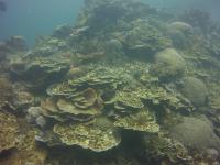 Coral Reef Communities 