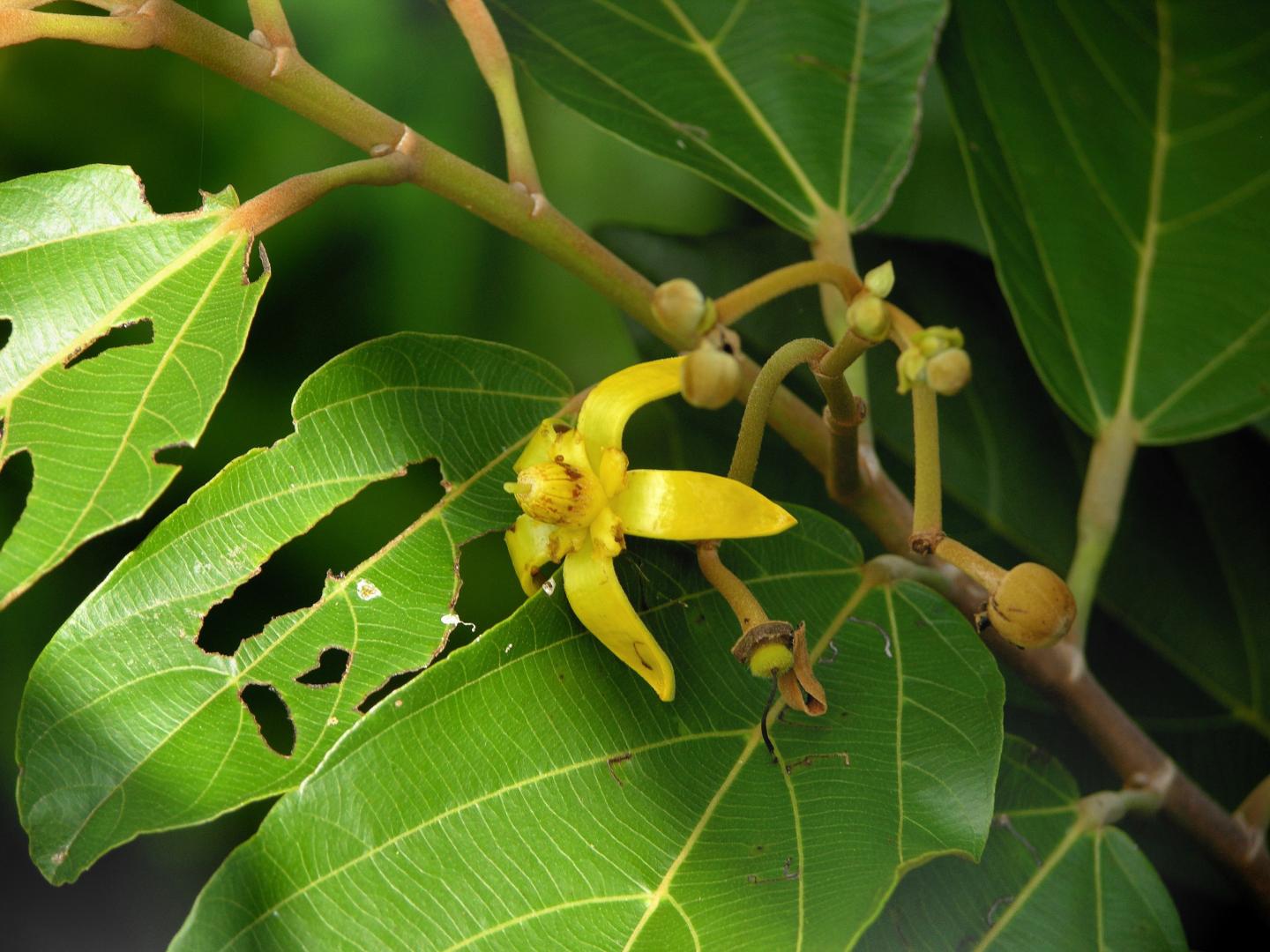 <i>Apeiba membranacea</i>