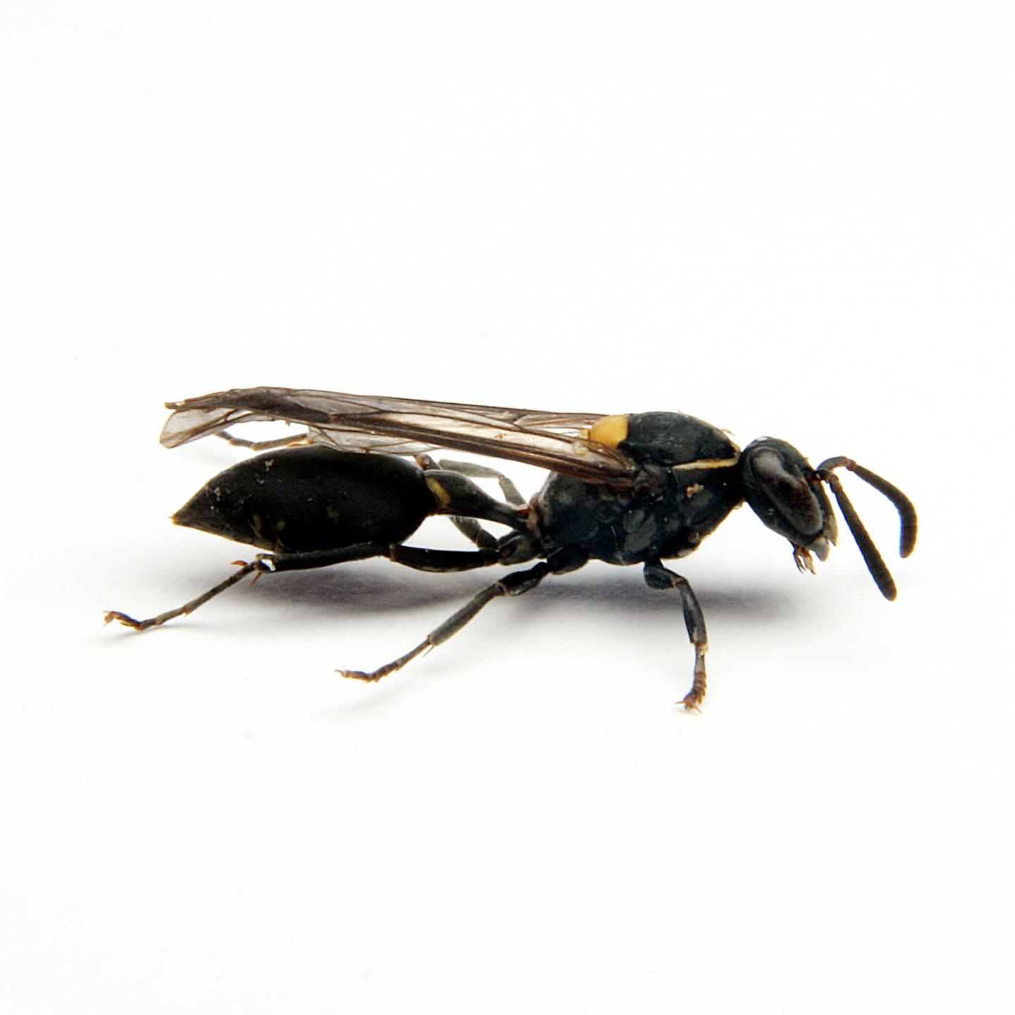 Brazilian Wasp