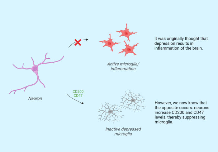 Cell interaction during depression.