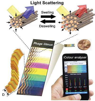 Turkey-Inspired Sensor Schematic