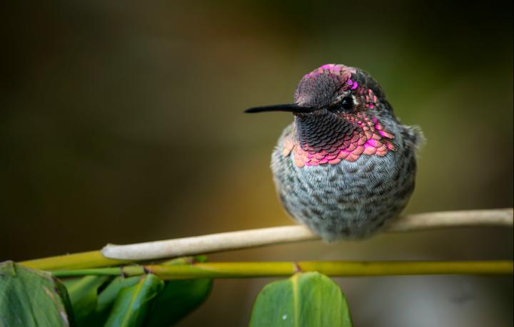 Can animals use iridescent colours to communicate?