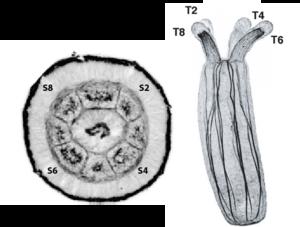 Oral view of the sea anemone