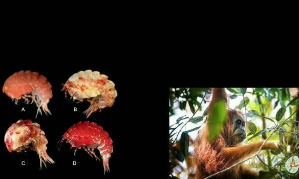 Top 10 New Species of 2018