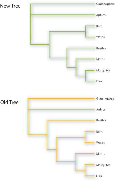 The Insect Family Tree