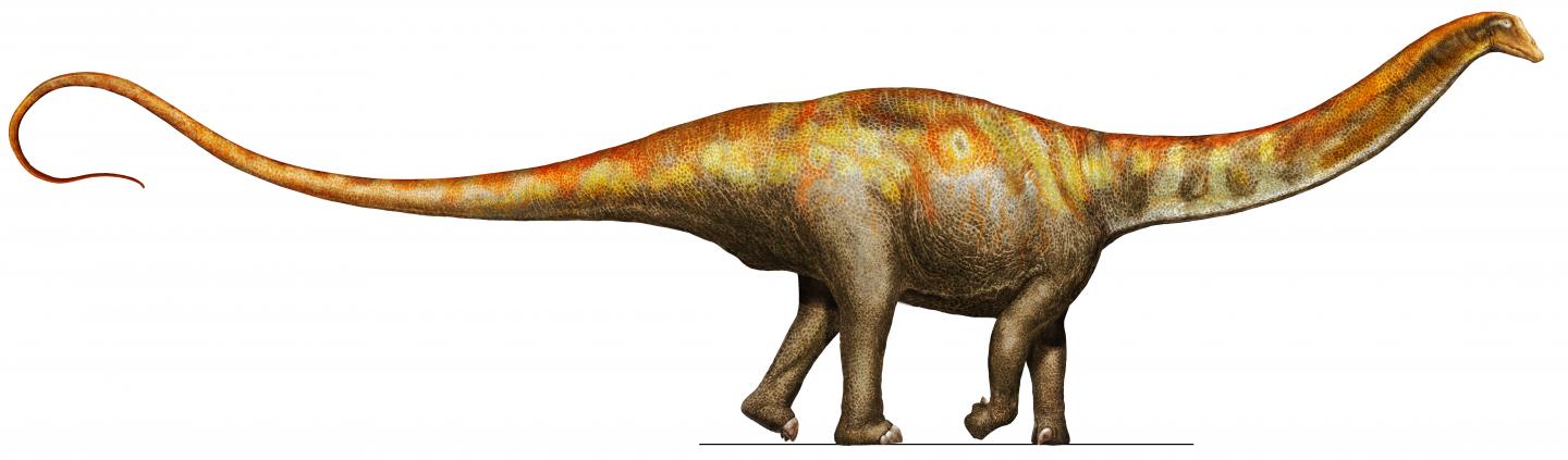 Artists reconstruction of Galeamopus pabsti