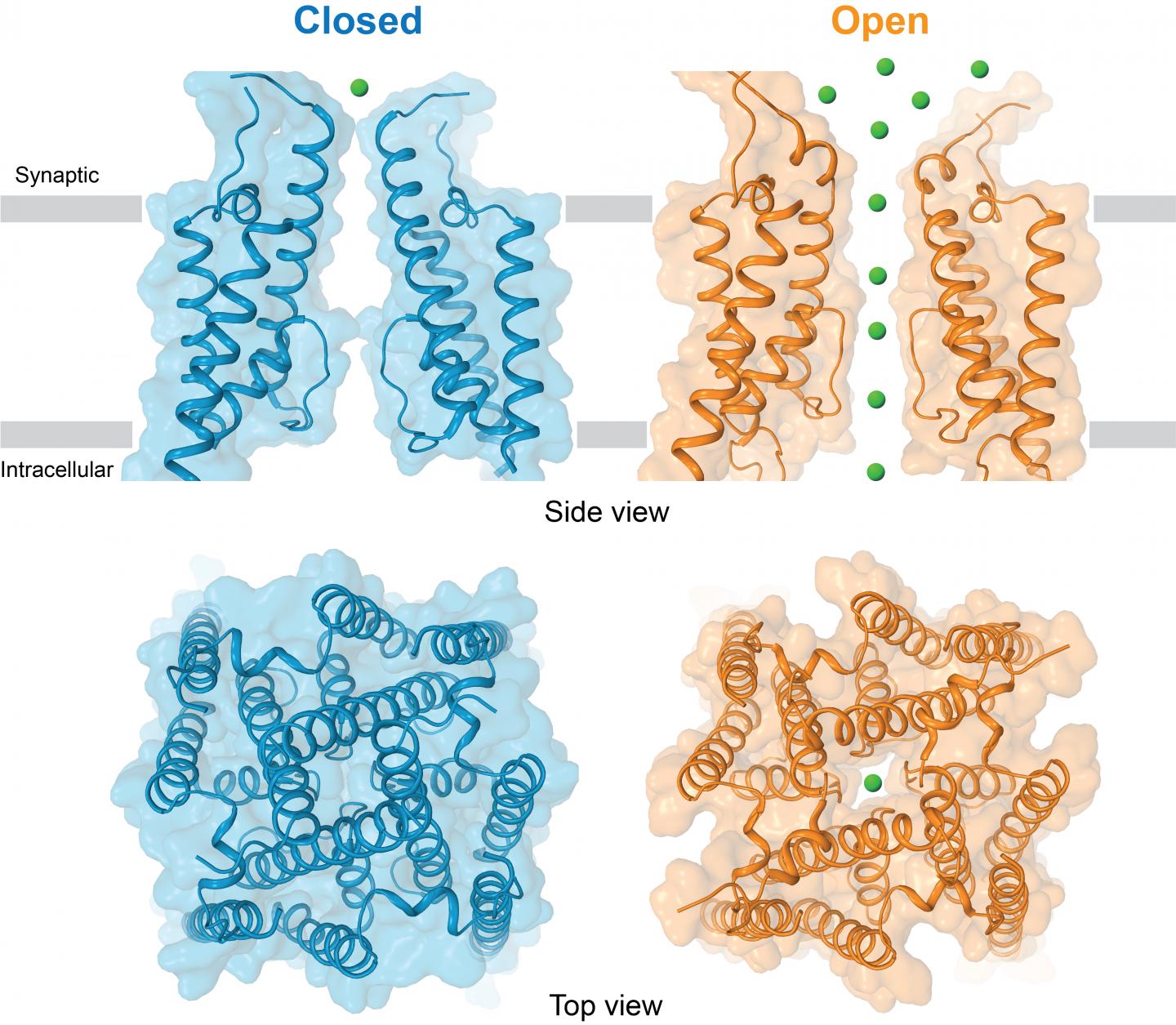 Structures of the Ion Channel of the Glutamate Receptor