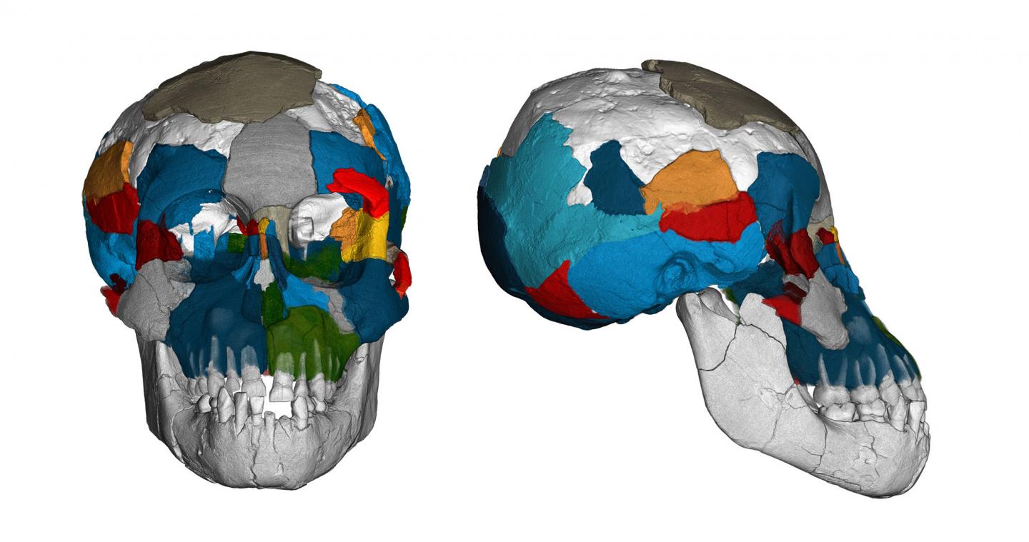 Australopithecus afarensis, fossil skull