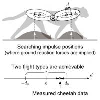 Figure 2. Impulse positions in a cheetah's body, Criterion for flight types