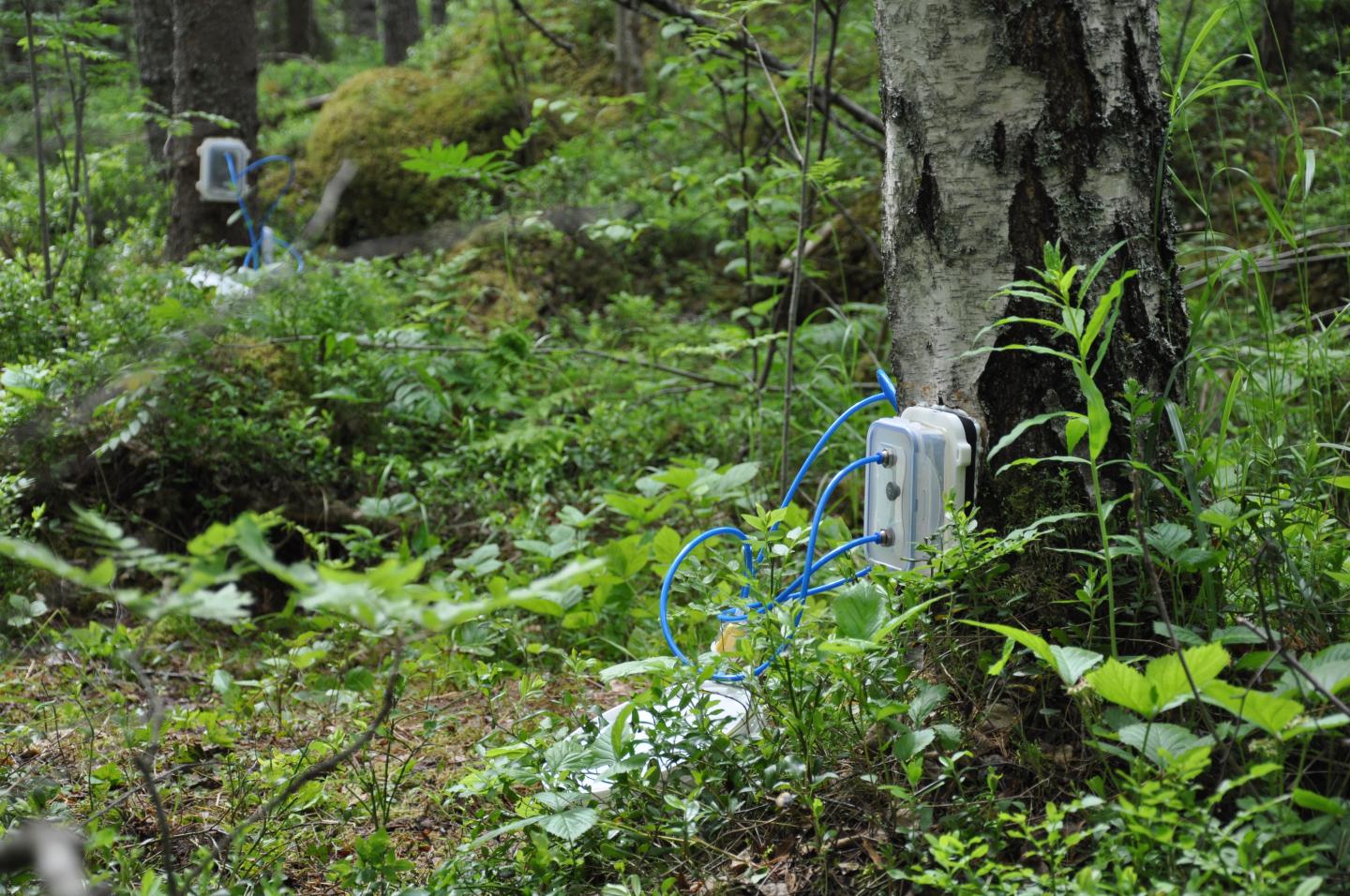 Measuring Greenhouse Gas Emissions in Trees