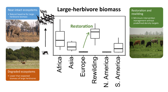 Large-herbivore biomass