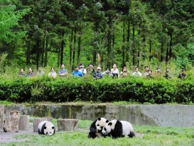 Pandas and Tourists in Wolong Nature Reserve