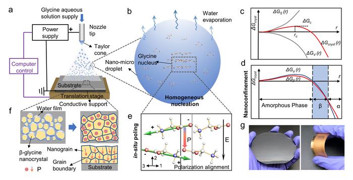 Fabrication of piezoelectric β-glycine nanocrystalline films and the active self-assembly mechanism via synergistic nanoconfinement and in-situ poling.