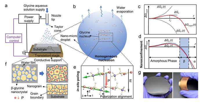 製作β-甘氨酸薄膜的自組裝技術原理：研究團隊透過協同的納米限域技術和原位極化，製成生物壓電薄膜。