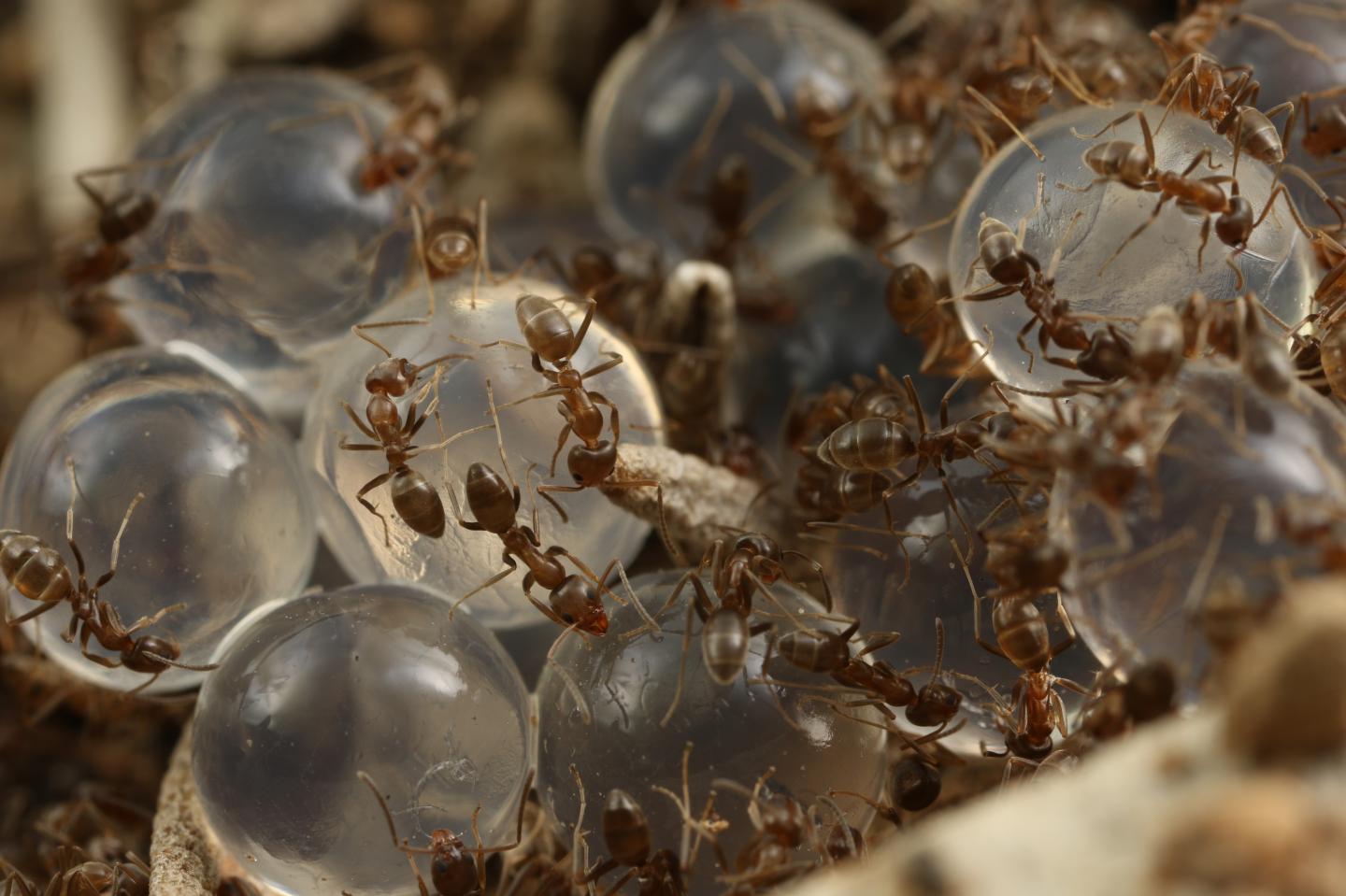 Ants on the Hydrogel Bait-1