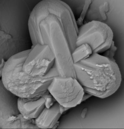 Coral Acid-Rich Protein 3