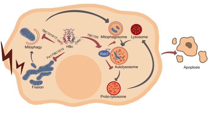 A working model of the cytopathic effect of HBc