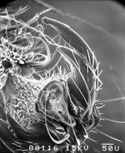 Honeybee Claw (2 of 2)