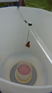 Monarchs Tested in a Funnel
