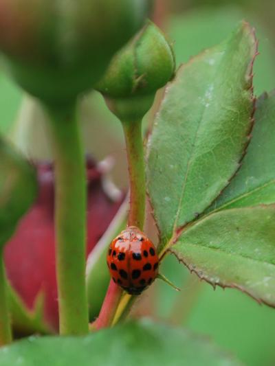 Harlequin Ladybird