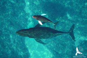 Mother-calf pair off Maui, Hawai'i