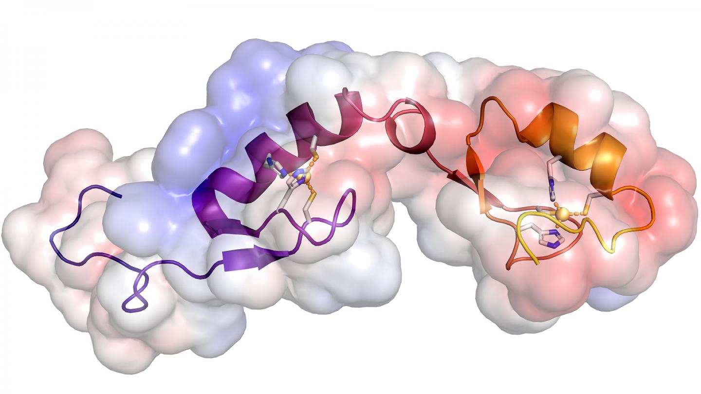 Structure of the Asterix/Gtsf1 protein