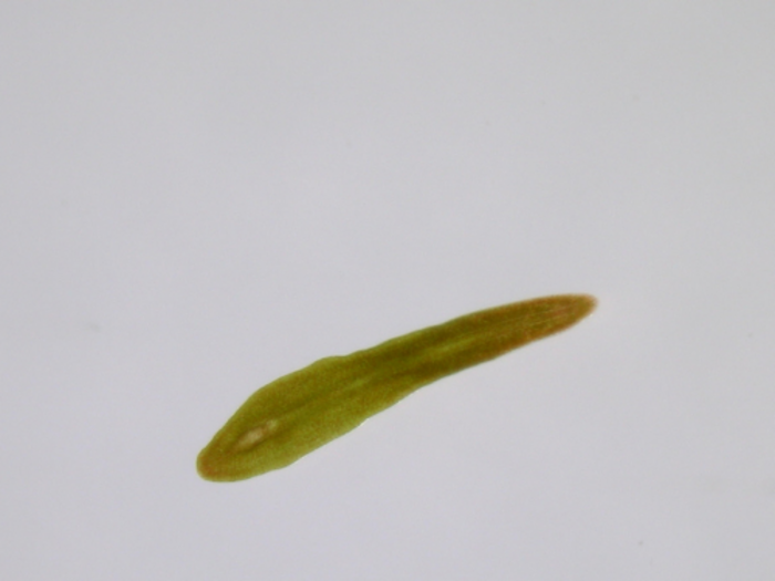 Acoel flatworm