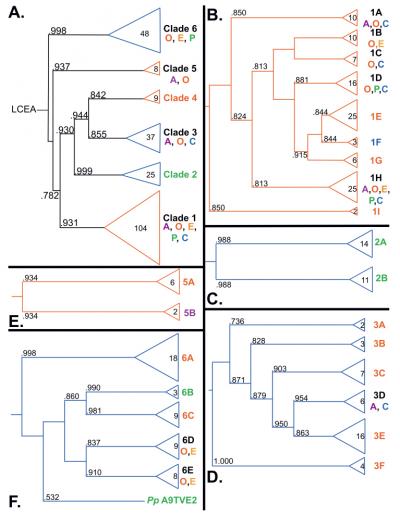 Six Clades of PARP Superfamily