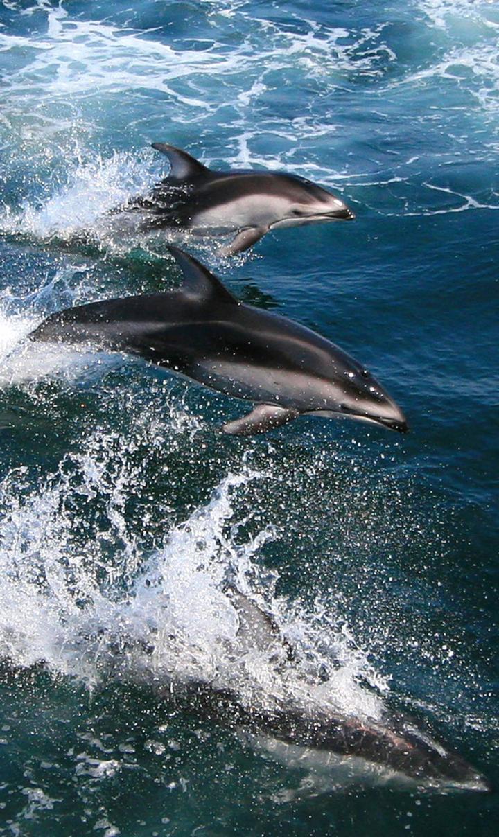 Pacific White-sided Dolphins