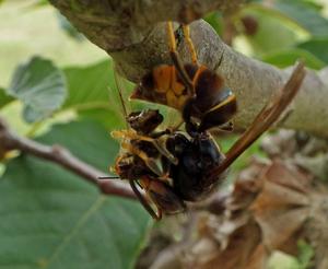 An Asian hornet dismembering a honey bee