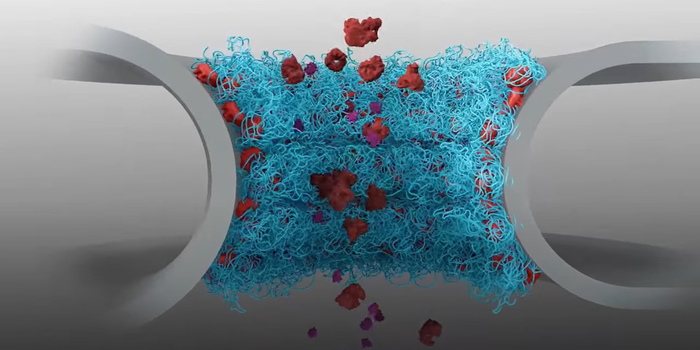 Illustration of the nuclear pore