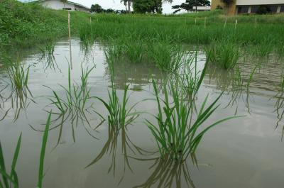 New Flood-Tolerant Rice Offers Relief For World's Poorest Farmers