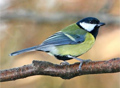 Great Tit in Wytham Woods