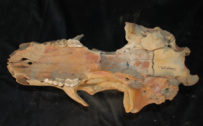 Bottom of polar bear skull