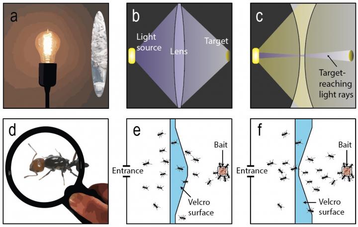 Ants Behave like Light across Lenses