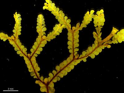 <i>Radula notabilis</i>