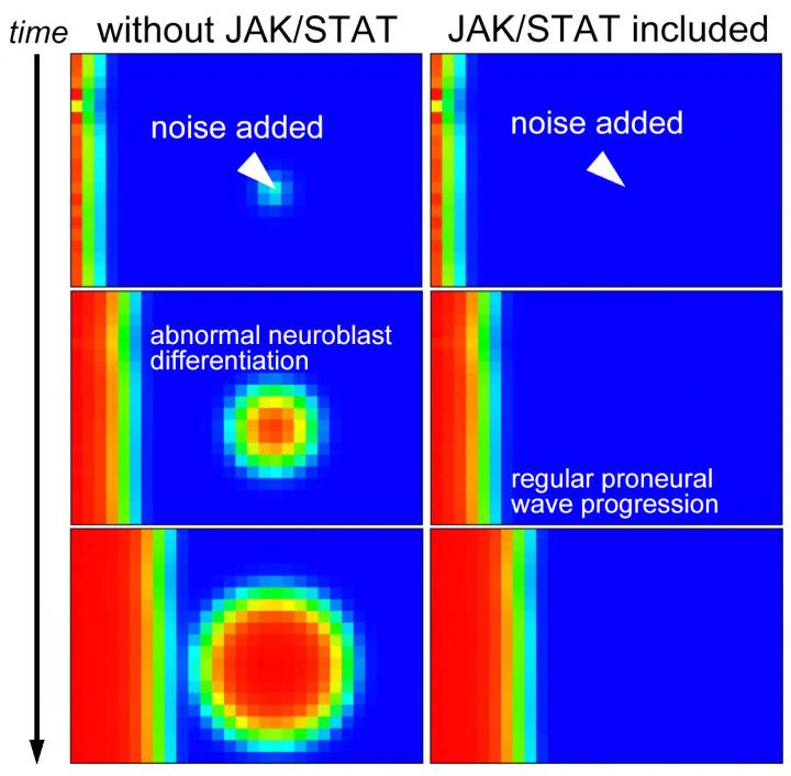 Figure 2 Addition of Noise Causes Abnormal Neuroblast Differentiation in Silico