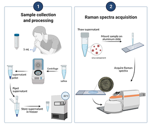 Researchers develop a reagent-free and noninvasive technique for detecting COVID-19 in saliva samples using Raman spectroscopy and machine learning.