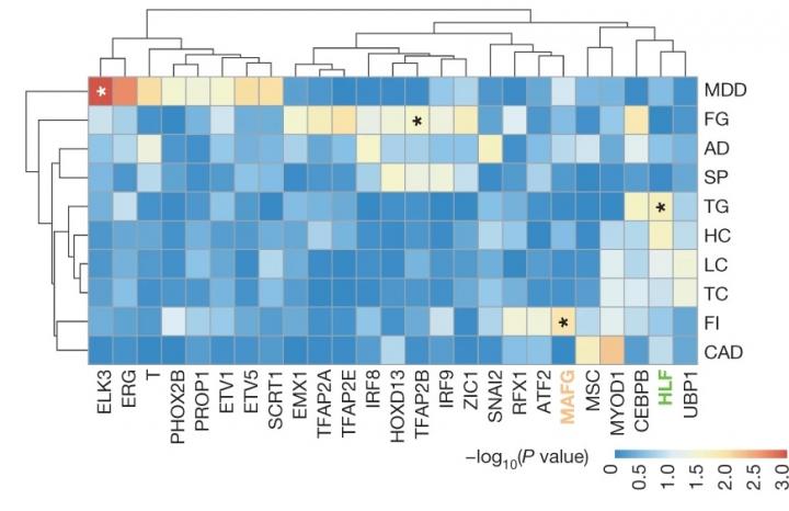 Transcription factors highly likely to cause the phenotypes are identified by combining GWAS and the SNP-SELEX results